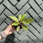 aglaonema night sparkle shop now at flower + furbishbright light, moist, toxic