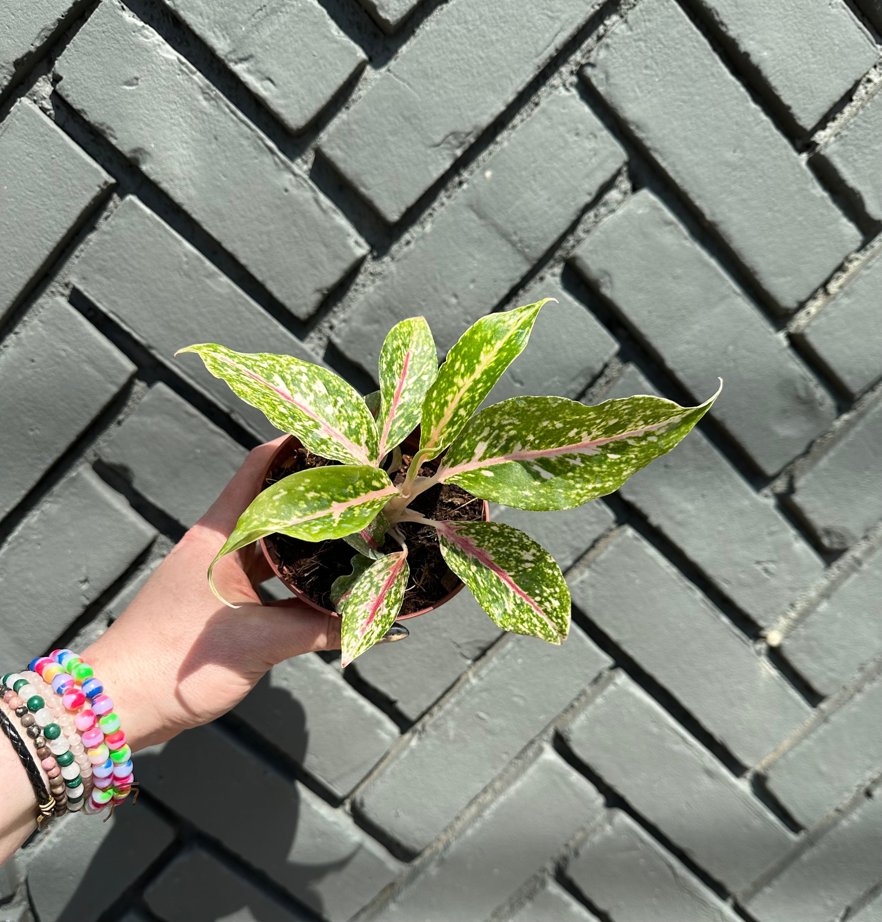 aglaonema night sparkle shop now at flower + furbishbright light, moist, toxic