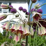 allium siculum bulgaricum