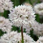 allium amplectens graceful beauty shop now at flower + furbishBulbs, garden, shipping