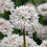 allium amplectens graceful beauty shop now at flower + furbishBulbs, garden, shipping