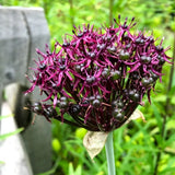 allium atropurpureum