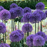 allium gladiator