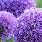 allium globemaster