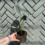 alocasia reginae (silver velvet) shop now at flower + furbishalocasia, bright light, toxic
