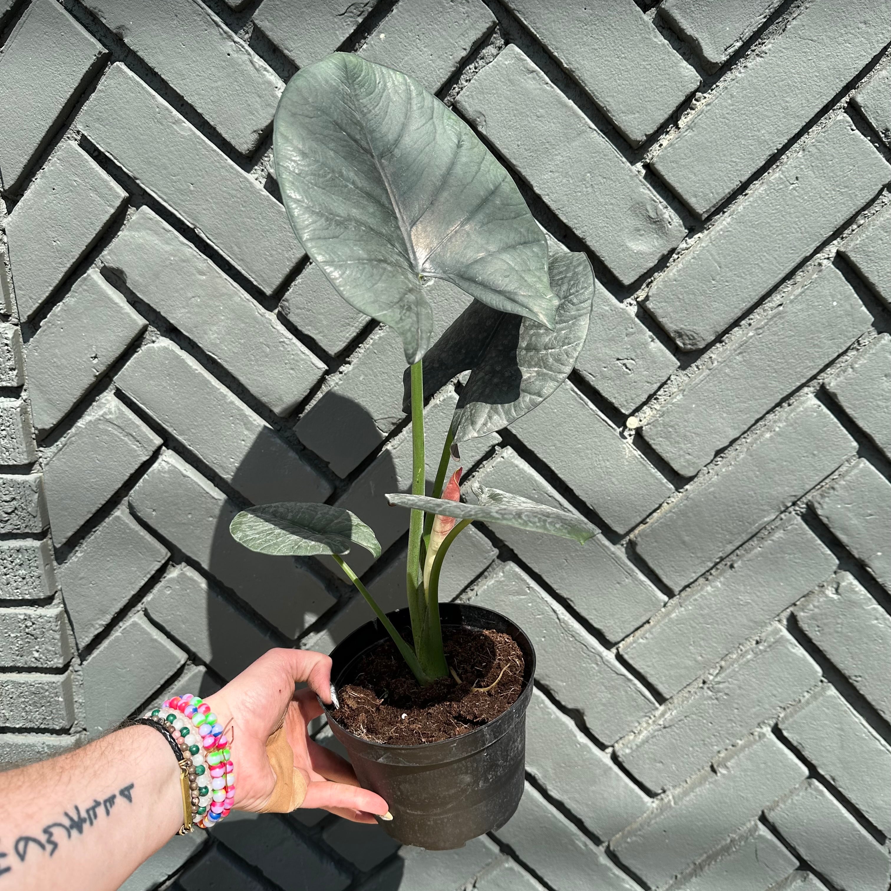 alocasia reginae (silver velvet) shop now at flower + furbishalocasia, bright light, toxic