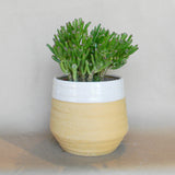 altamira pot shop now at flower + furbishGift, plant pot, Planter, Pot, shipping