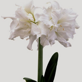 amaryllis snow white bulb from flower + furbish Shop now at flower + furbish