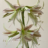 amaryllis emerald