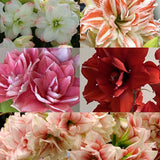 amaryllis royal dutch double mix