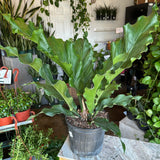 anthurium hookeri ruffles