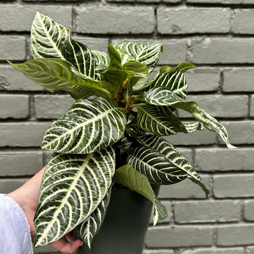 aphelandra Aphelandra from flower + furbish Shop now at flower + furbish