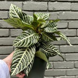 aphelandra Aphelandra from flower + furbish Shop now at flower + furbish