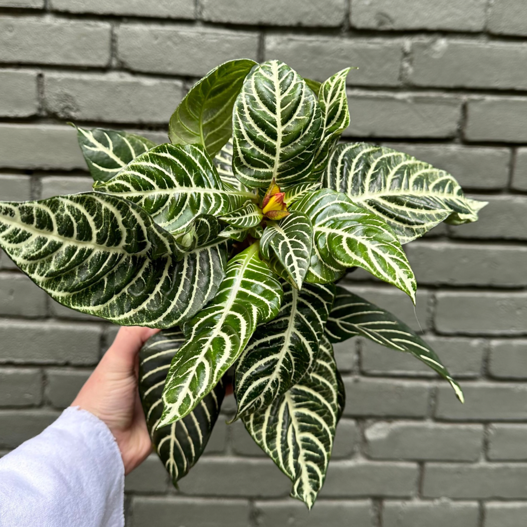 aphelandra Aphelandra from flower + furbish Shop now at flower + furbish