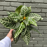 aphelandra Aphelandra from flower + furbish Shop now at flower + furbish