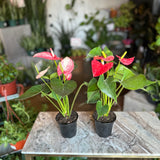 assorted anthurium