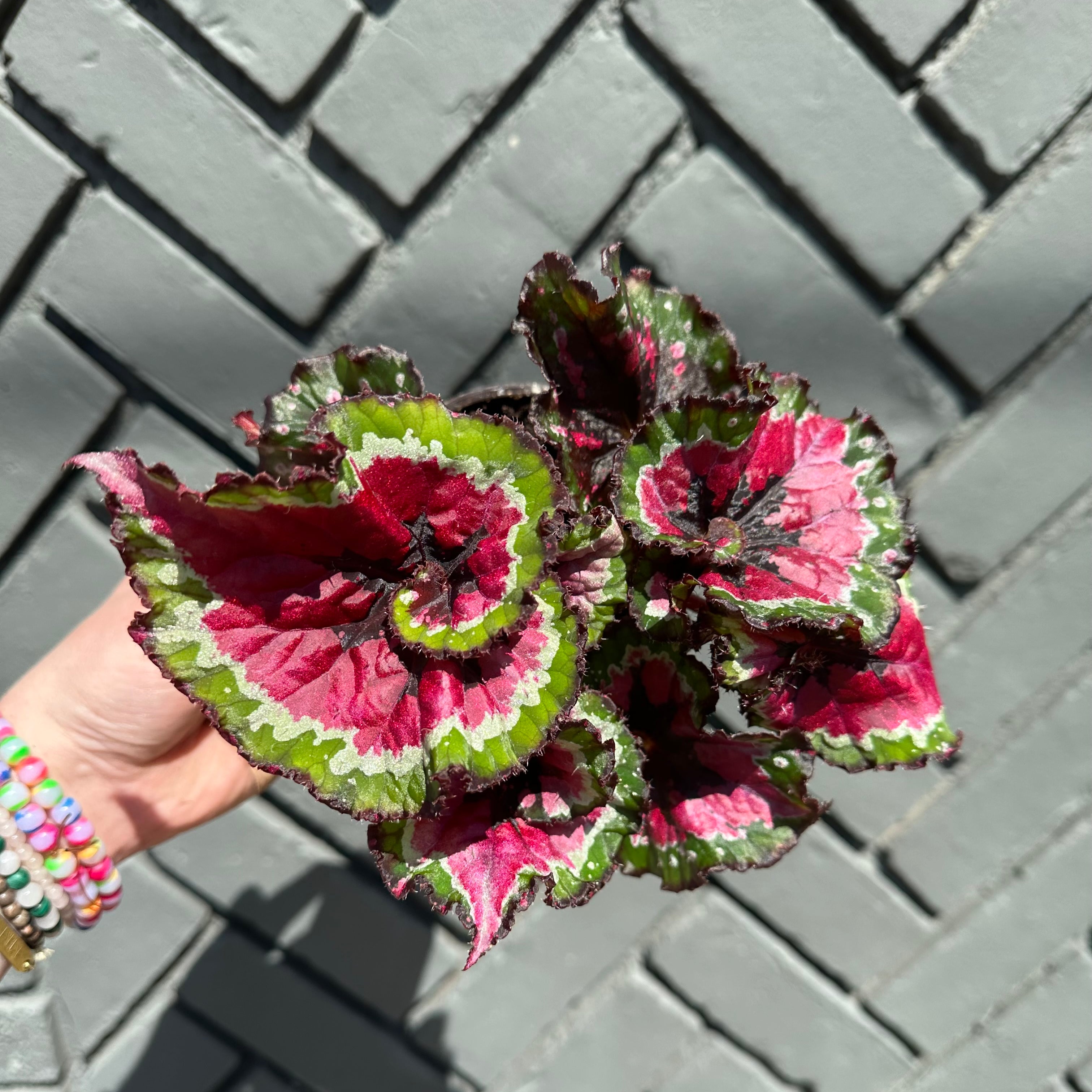 assorted cissus discolor (rex begonia) shop now at flower + furbish4 inch, 5 inch, 6 inch, bright light, moist, toxic