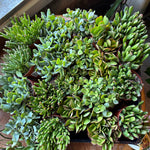 assorted crassula ovata (jade plant) crassula from flower + furbish Shop now at flower + furbish