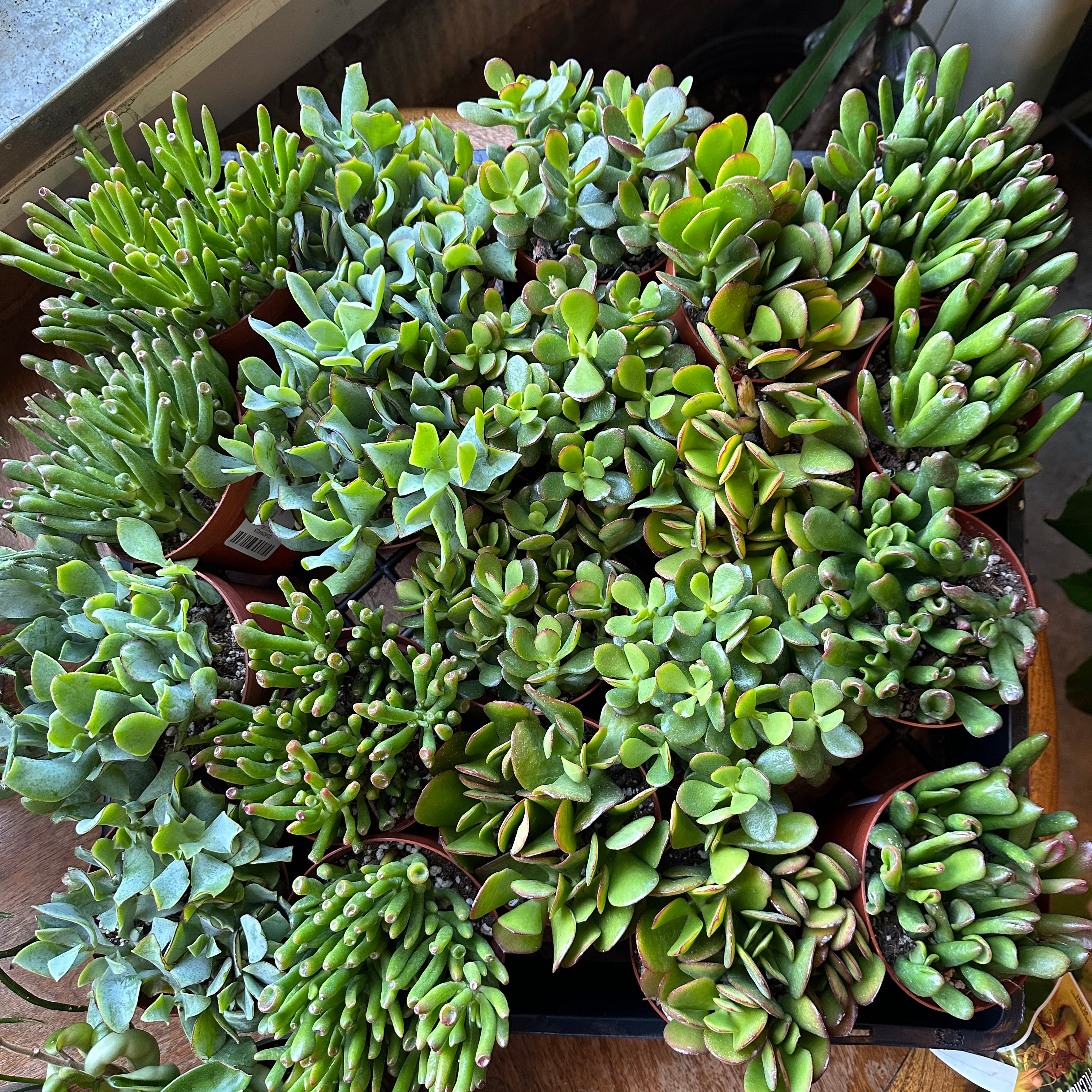 assorted crassula ovata (jade plant) crassula from flower + furbish Shop now at flower + furbish