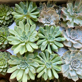 assorted echeveria (echeveria)