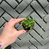 pilea depresa (baby tears) shop now at flower + furbish2 inch, 4 inch, friendship plant, haning basket, Medium bright indirect light, moist, pet friendly, pilea