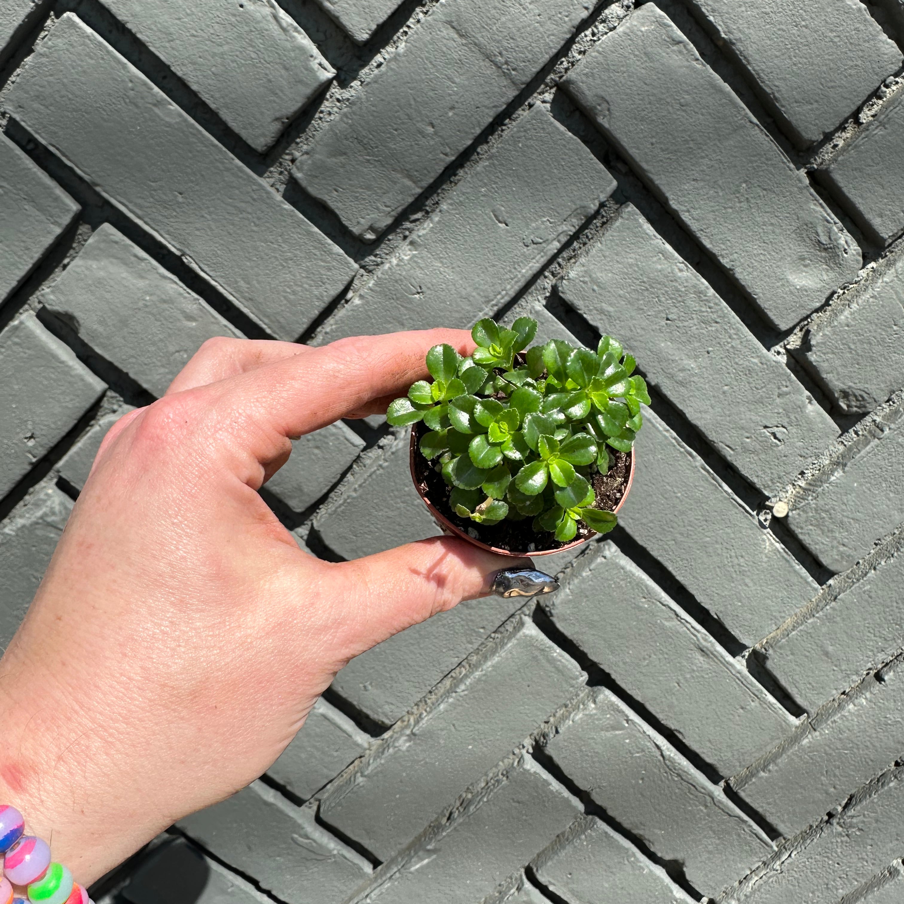 pilea depresa (baby tears) shop now at flower + furbish2 inch, 4 inch, friendship plant, haning basket, Medium bright indirect light, moist, pet friendly, pilea