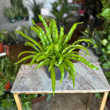 bird’s nest fern