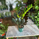 dwarf zamioculcas zamiifolia (black zz)