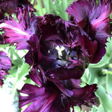 black parrot tulip