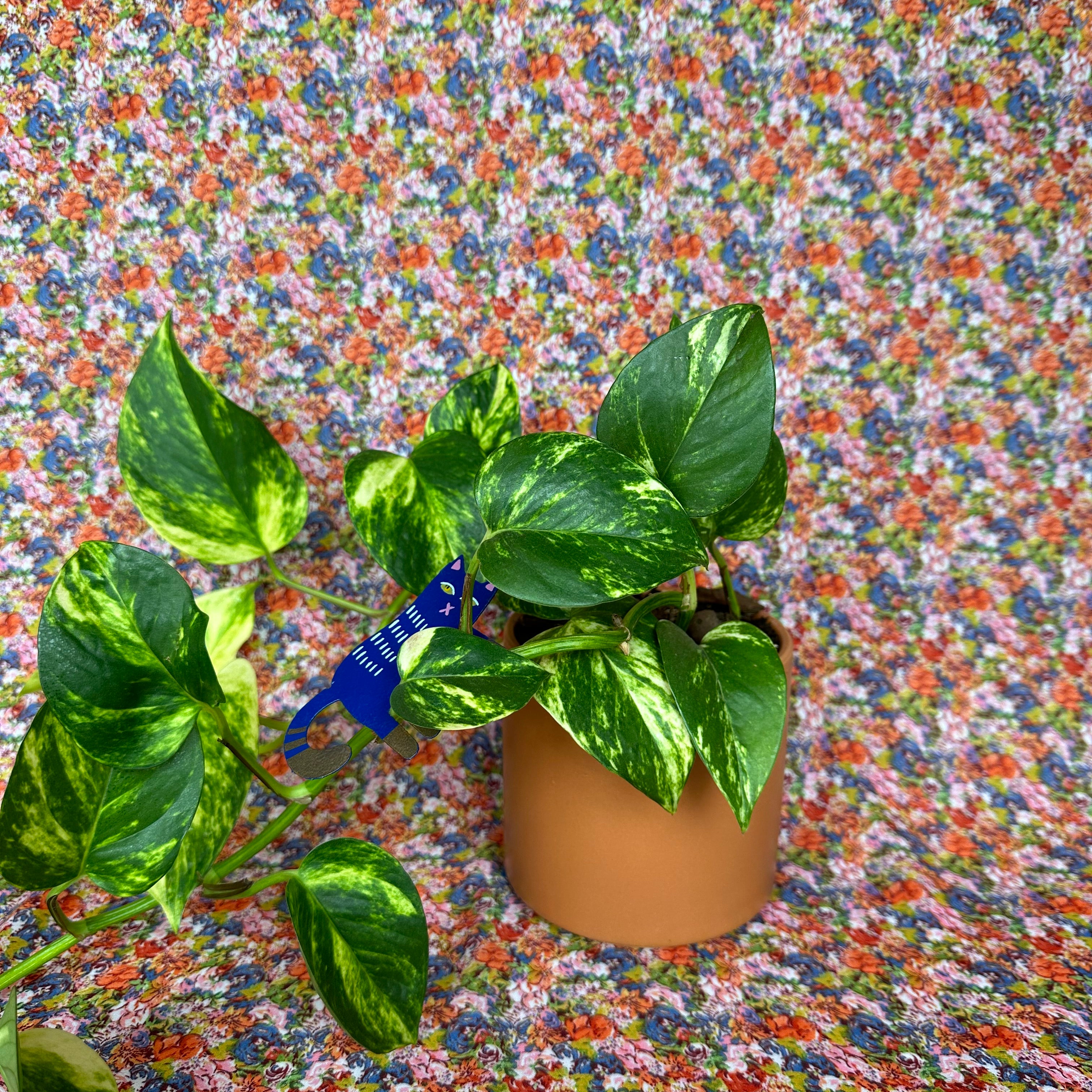 kitty plant pal plant stick from flower + furbish Shop now at flower + furbish