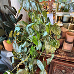 brandi philodendron philodendron from flower + furbish Shop now at flower + furbish