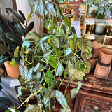 brandi philodendron philodendron from flower + furbish Shop now at flower + furbish