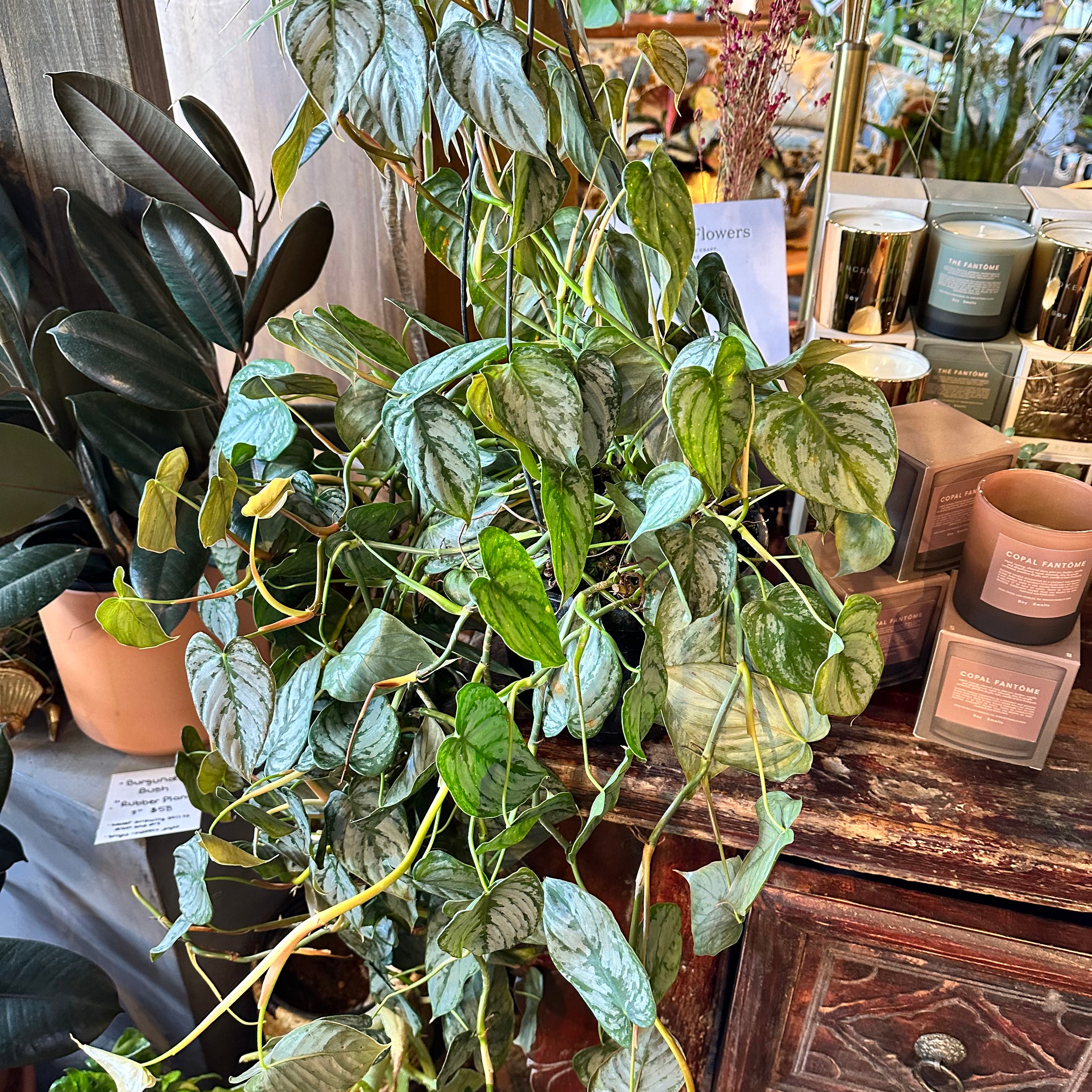 brandi philodendron philodendron from flower + furbish Shop now at flower + furbish