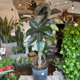 ficus elastica (burgundy braid)