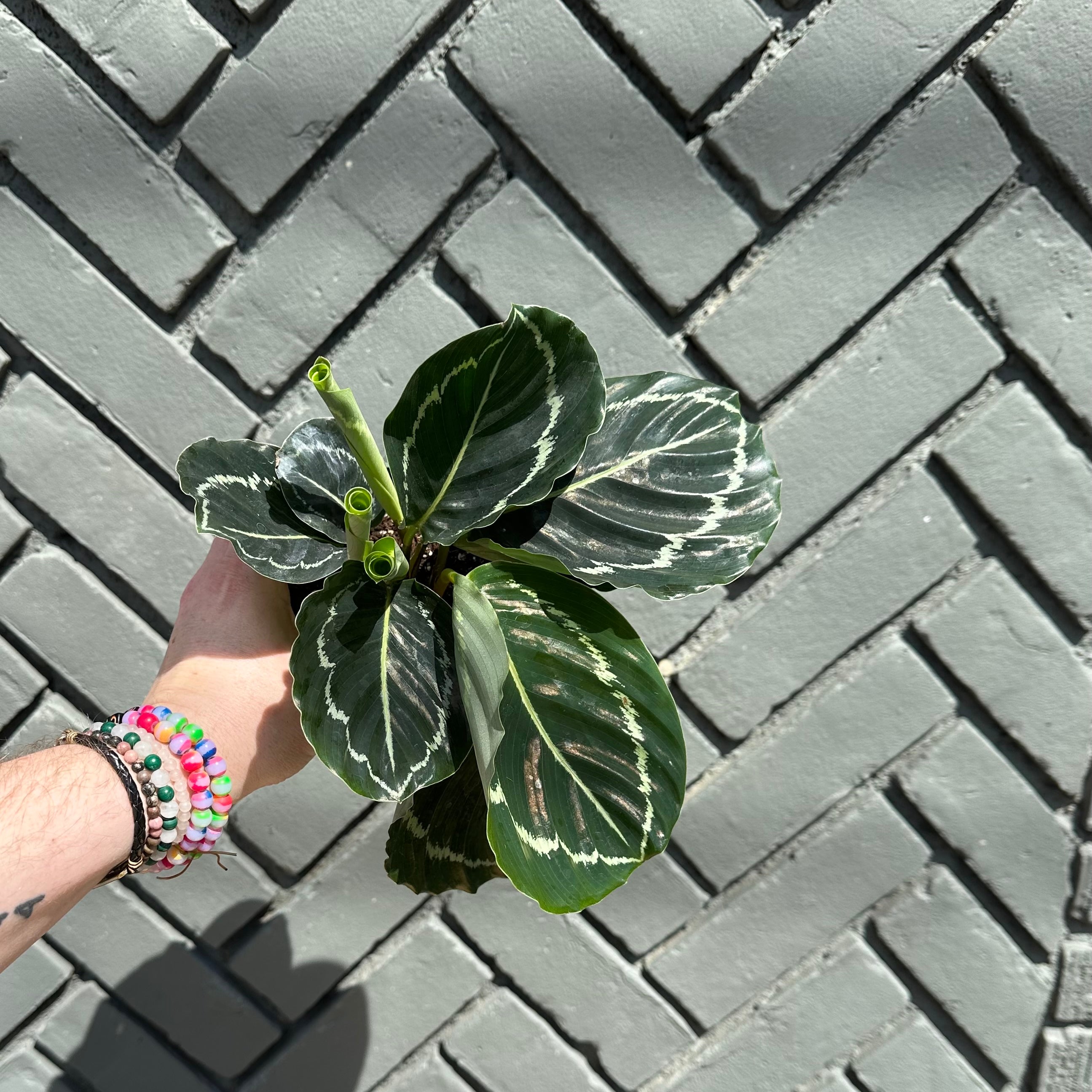 calathea roseopicta (green rose) shop now at flower + furbishmedium to bright indirect light, moist, Non toxic