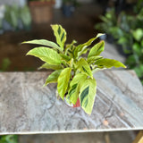 calathea yellow fusion
