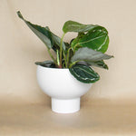 white capricorn compote shop now at flower + furbish6 inch, 7 inch, 8 inch, Gift, plant pot, Planter, Pot, shipping, vessel