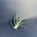 airplant (tillandsia caput medusae) shop now at flower + furbishairplant