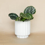 carmen pot shop now at flower + furbish3 inch, 4 inch, 5 inch, 6 inch, Gift, plant pot, Planter, Pot, shipping, vessel