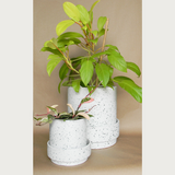 claxton pot with saucer shop now at flower + furbish