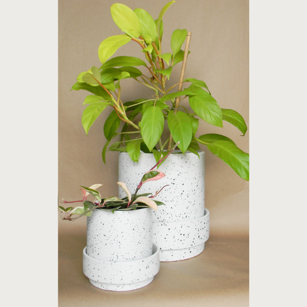 claxton pot with saucer shop now at flower + furbish