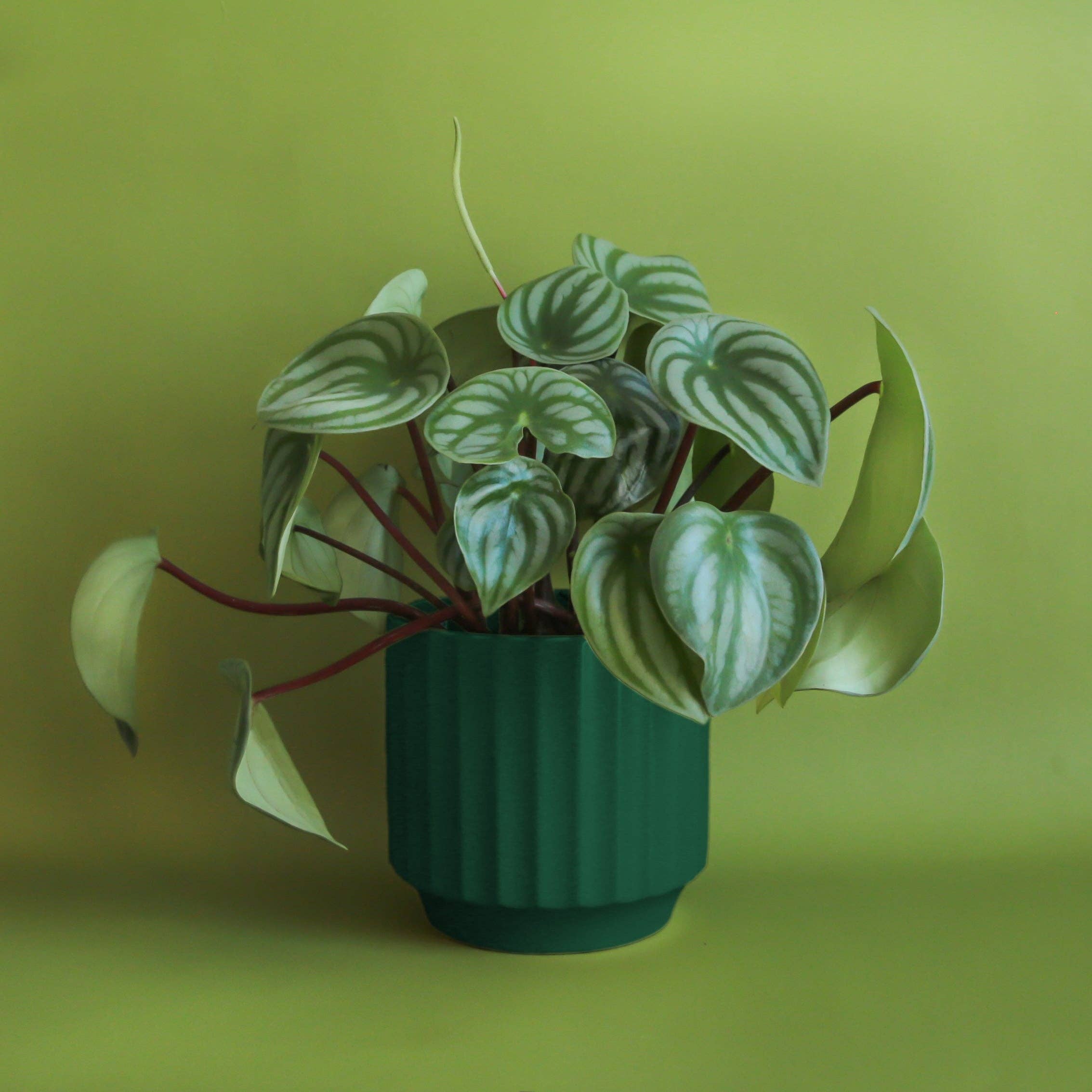 monroe planter shop now at flower + furbish