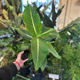 dieffenbachia sterling