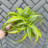 dracaena dragon lemon surprise