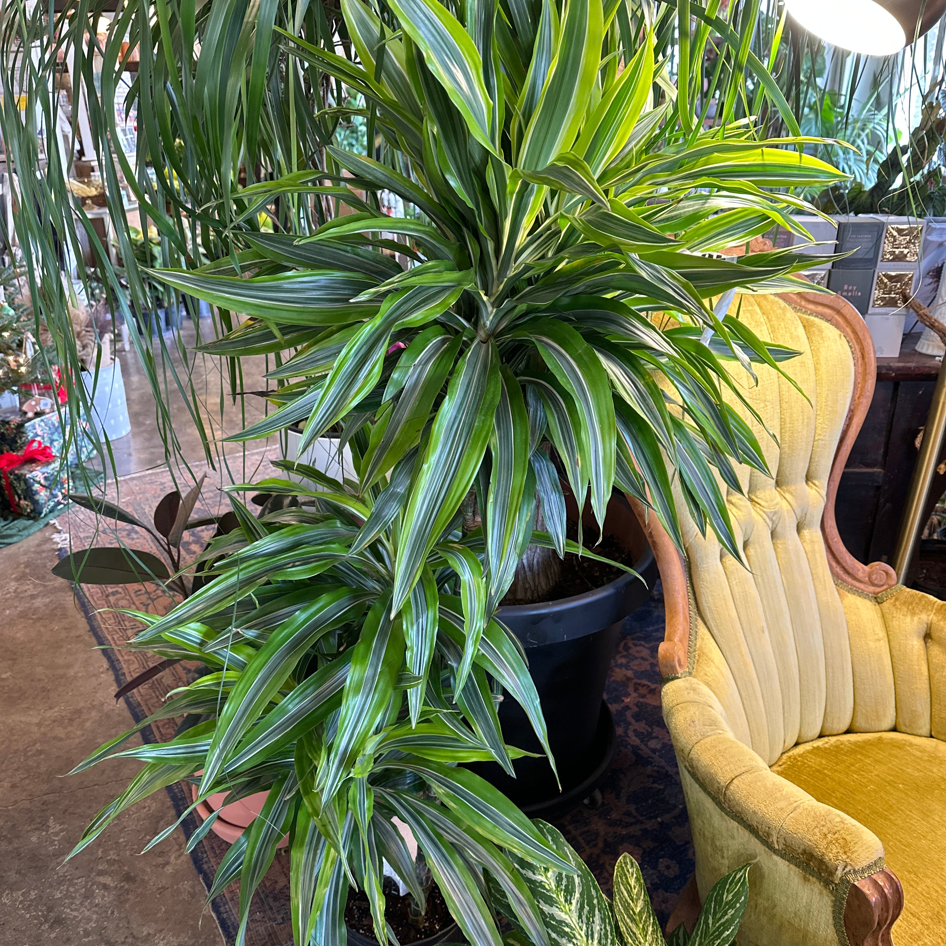 dracaena fragrans (lemon lime cane) Dracaena from flower + furbish Shop now at flower + furbish
