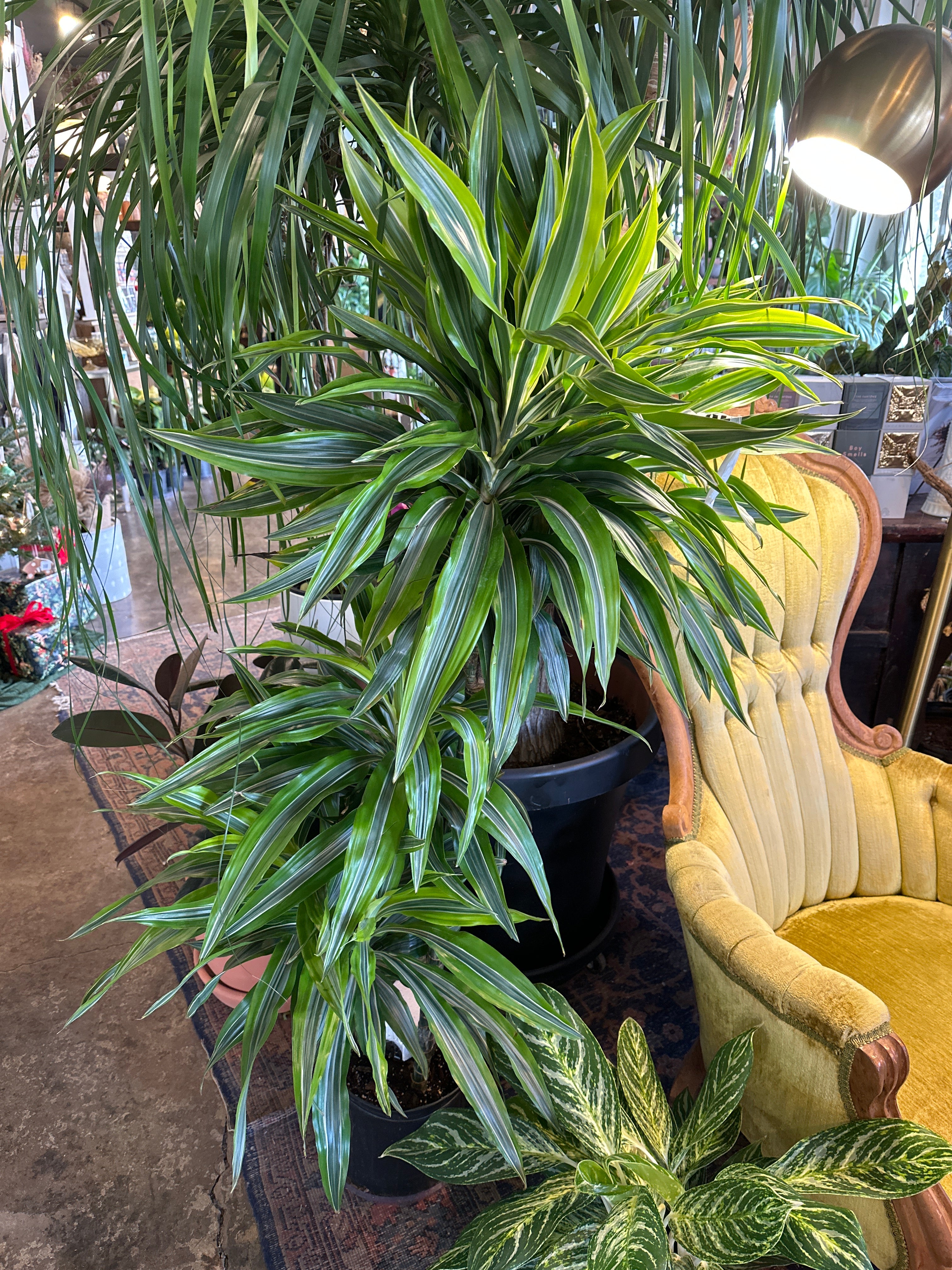 dracaena fragrans (lemon lime cane) Dracaena from flower + furbish Shop now at flower + furbish