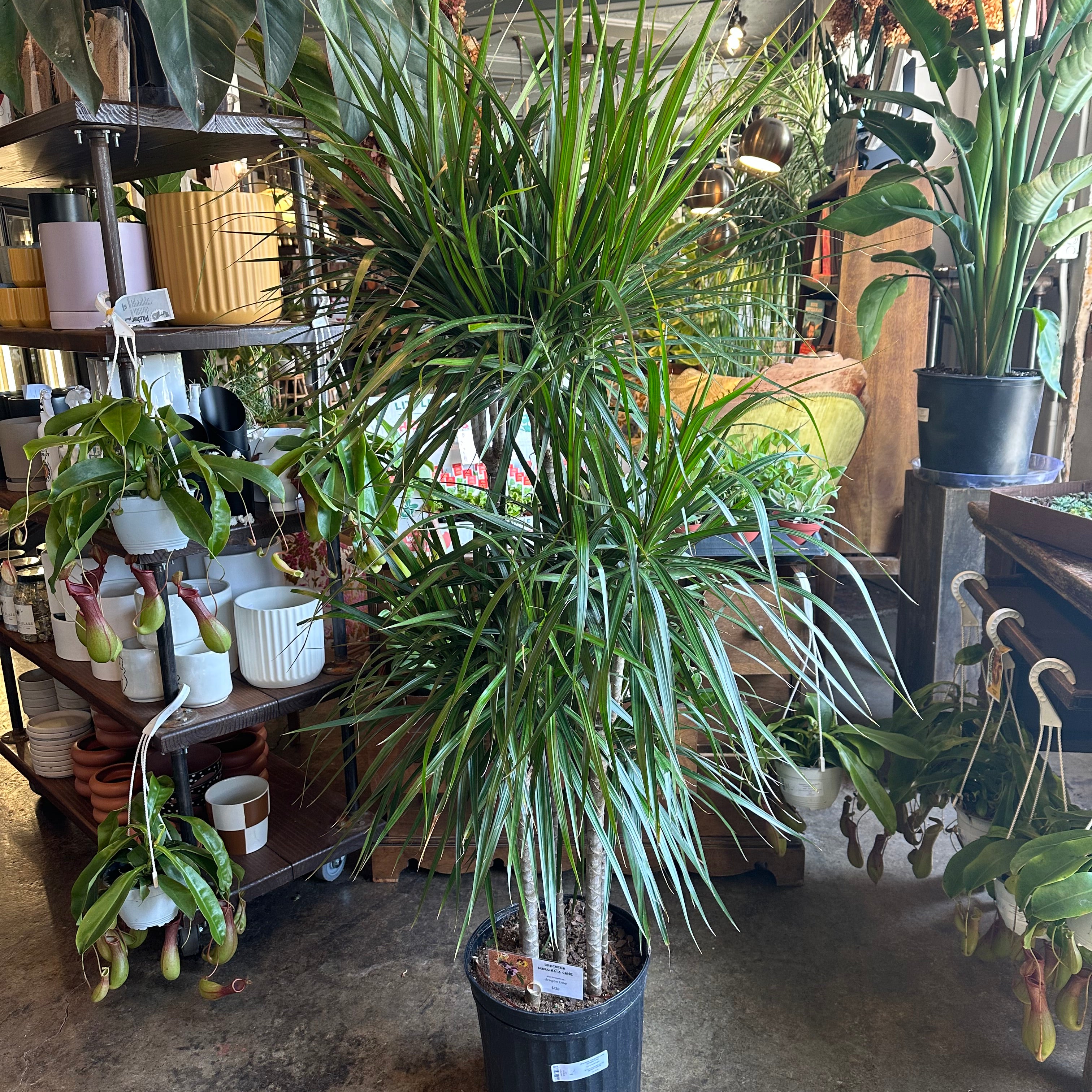 dracaena marginata cane (dragon tree) shop now at flower + furbishdry, Medium bright indirect light, toxic