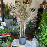 dracaena colorama cane