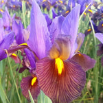 dutch iris eye of the tiger shop now at flower + furbishBulbs, garden, shipping