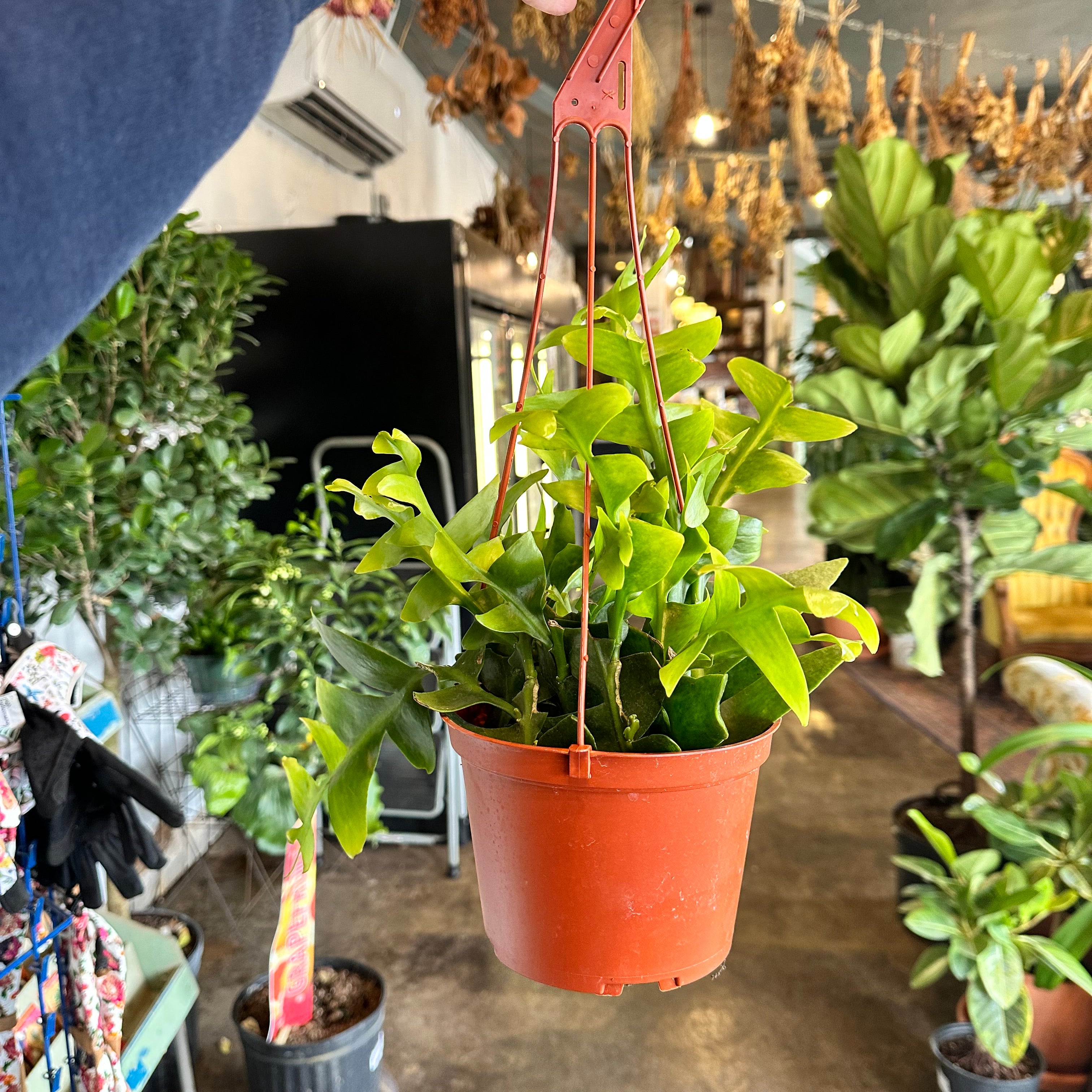 epiphyllum chrysocardium (shark tooth cactus) cactus from flower + furbish Shop now at flower + furbish